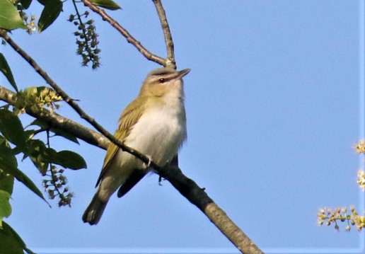 Red Eyed Vireo2
