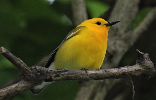 Prothonotary Warbler1