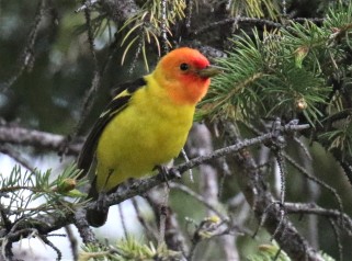 Western Tanager1