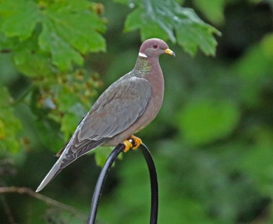 Band Tailed Pigeon1