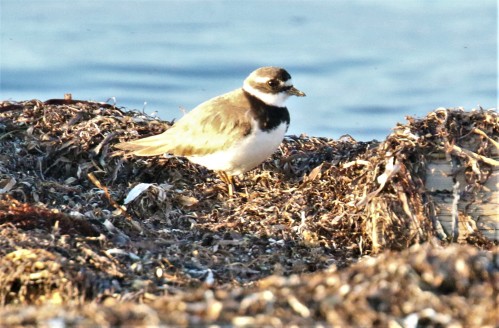 Common Ringed Plover First Photo