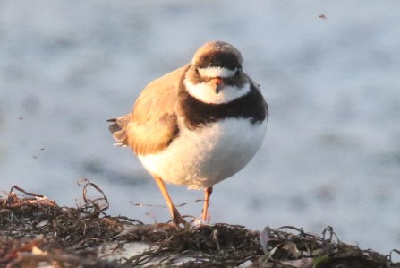 Common Ringed Plover Palmation