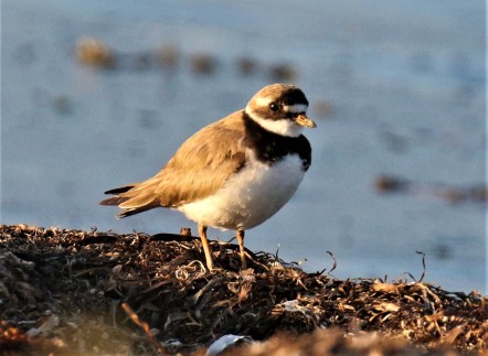 Common Ringed Plover2