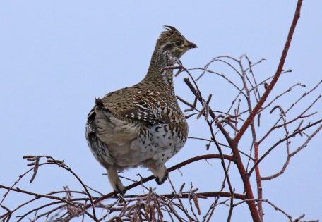 Sharp Tailed Grouse 3