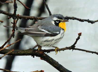 Yellow Throated Warbler2