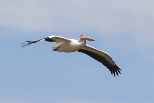American White Pelican Flight