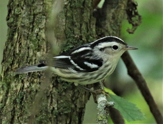 Black and White Warbler1