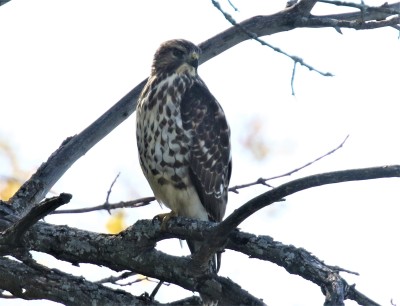 Broad Winged Hawk Juvenile1