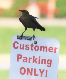 Great Tailed Grackle on SIgn