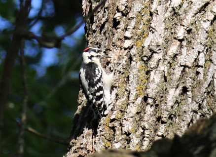 Hairy Woodpecker1
