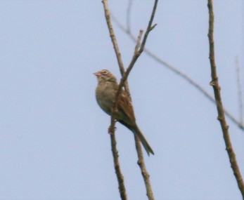 Lark Sparrow1