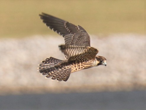 Peregrine Falcon Flight2