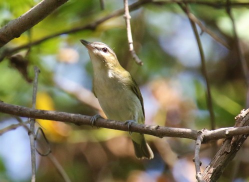 Red Eyed Vireo1