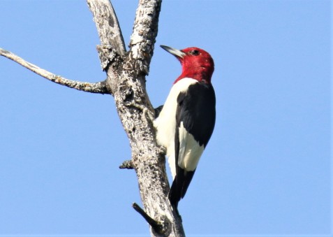 Red Headed Woodpecker Adult