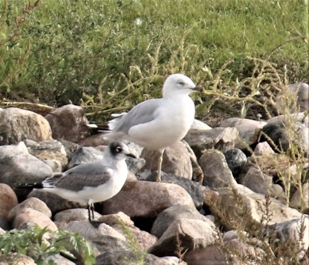 Ring Billed and Franklin's Gulls