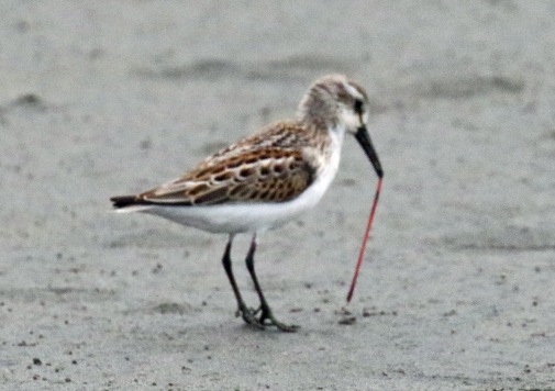 Western Sandpiper with Worm1