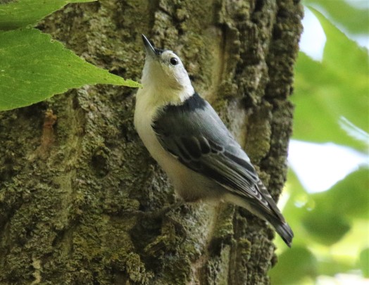 White Breasted Nuthatch2