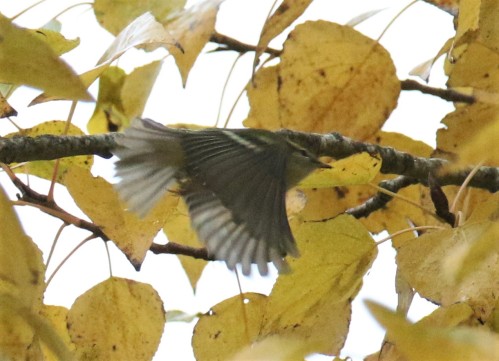 Yellow Browed Warbler Flight
