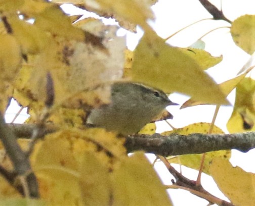 Yellow Browed Warbler1