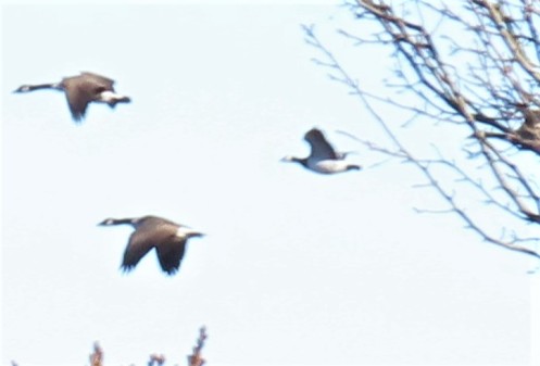 Barnacle Goose in Flight (2)