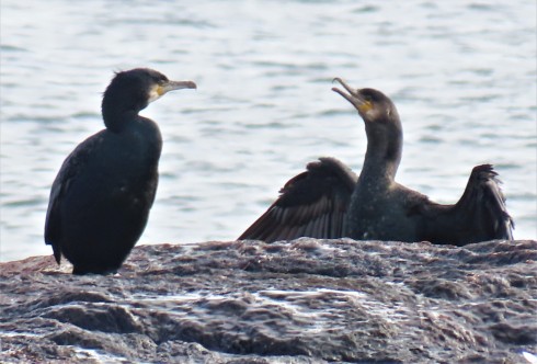 Great Cormorants Best