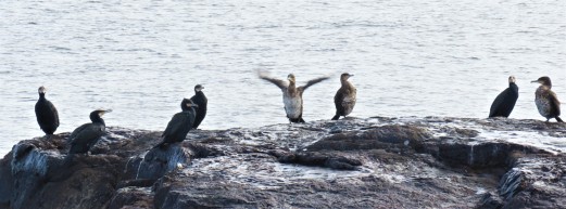 Great Cormorants on Rock