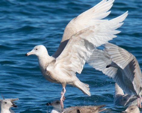 Glaucous Gull Takeoff