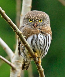 Northern Pygmy Owl2