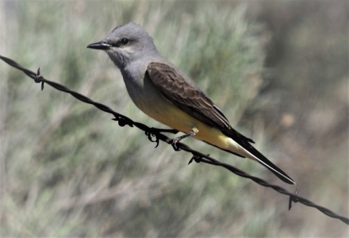 Western Kingbird (2)
