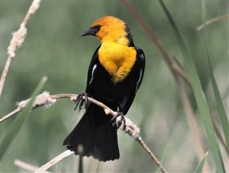Yellow Headed Blackbird (2)