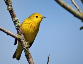 Yellow Warbler1
