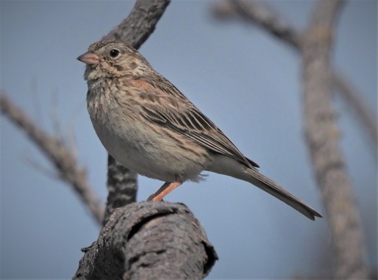 Vesper Sparrow2 (2)