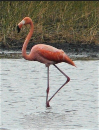 American Flamingo Sean McCool (2)