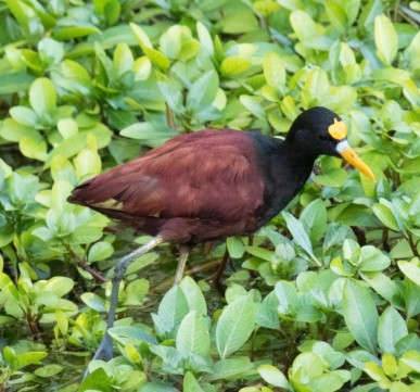 Northern Jacana Vctor and Ruben Stoll